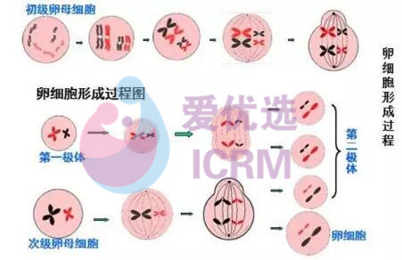 试管婴儿中卵子受精失败的原因是什么？