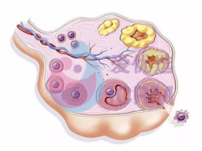 俄罗斯试管婴儿卵巢保养，这六点最关键!