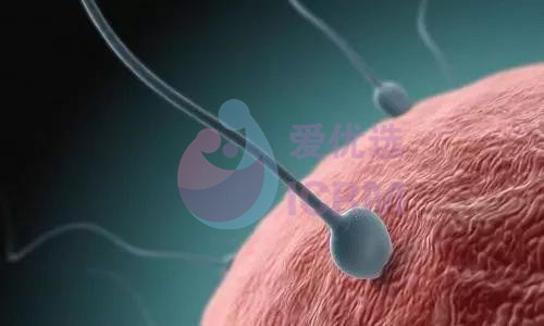 输卵管堵塞一定会导致不孕吗?