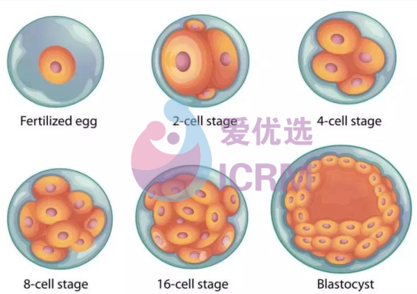 试管婴儿囊胚移植和普通胚胎移植有什么区别