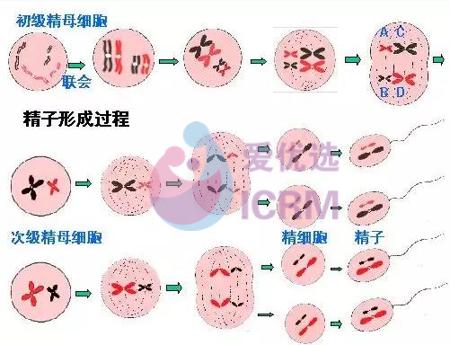 禁欲一个月可以提高精子质量，是真的吗?