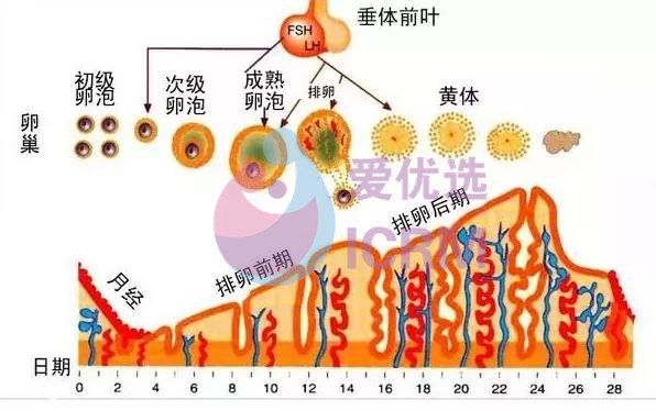 内膜多厚才容易怀孕?备孕如何养内膜?