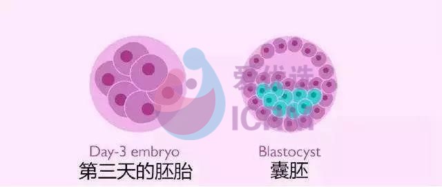 试管婴儿囊胚移植和普通胚胎移植有什么区别