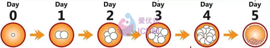 试管婴儿囊胚移植和普通胚胎移植有什么区别